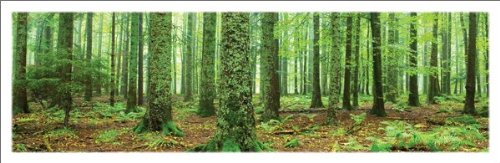 Rain Forest (Green Trees, Panorama) Art Poster Print - 36X12 Art Poster Print, 36X12 Photography Art Poster Print, 36X12 #TOP7