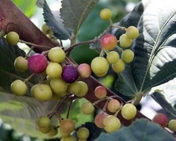 Image of BIGREEN ZENEBULLA Hybrid Healthy Falsa Fruit Plant with Pot | Live Falsa Plant for Home Garden Terrace Balcony | Fast Growing Fruit Plant for Outdoor & Indoor Gardening | Ready to Grow Sapling