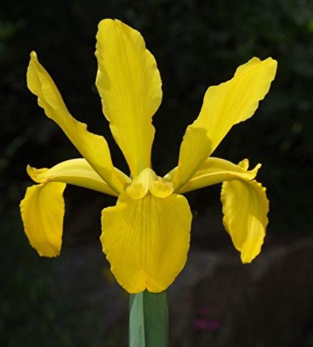 Portal Cool Iris Crocea - Yellow Kashmir Flag Iris Potted Perennial Plant In 9Cm Pot