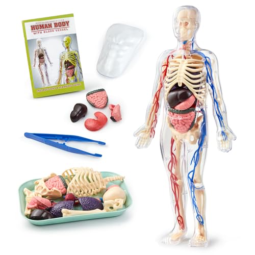 Human Body Model for Kid Human Anatomy Torso.Educational Science Kit
