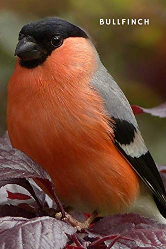 Bullfinch