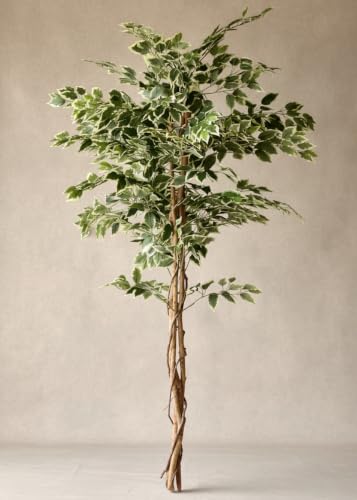 Image of MASON HOME Artificial Variegated Dried Ficus Plant Without Pot - 6.5 Feet | Realistic - Trees - Flowers | Indoor Tropical | Home - Shop - Office | Gifting - Decor - Ambience - Durable | No Maintenance