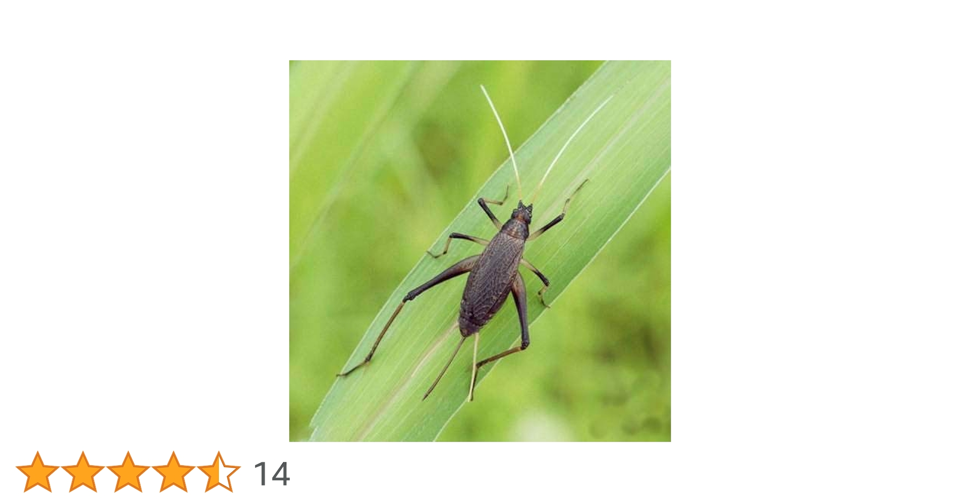 「スズムシ　様」専用 Amazon | （昆虫）スズムシ 鈴虫 成虫（10ペア） | charm