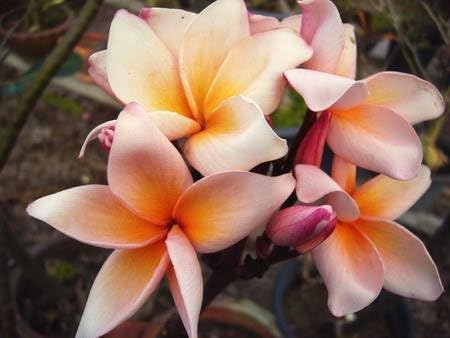 Amazon Premium品種苗 プルメリアのベアルート発根苗 Salmon Pink 大苗 栽培セット スリット鉢 プルメリア専用培養土 栽培説明書つき 花