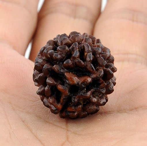 Ek Mukhi GOL Dana Nepali Original Rudraksha Real Brown Deep Color 1 Mukhi Rudracham Lab Certified एक मुखी रुद्राक्ष ओरिजिनल नेपाल Natural One Face Ruthratcham for Men & Women Bracelet Making