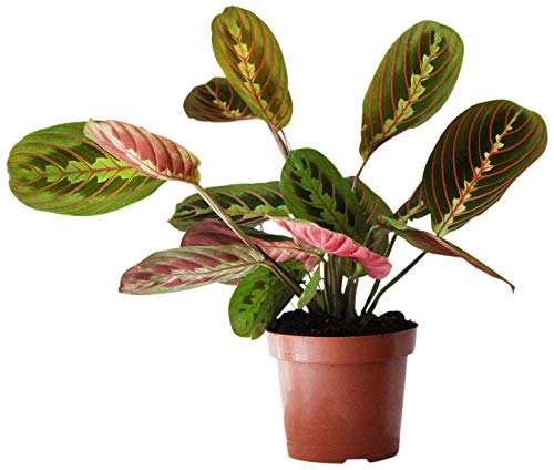 Indoor House Plant, Maranta Leuconeura aka Prayer Plant, Easy to Care for with Free Next Day Delivery, Carefully Packaged with a Detailed Care Guide - Ideal for Home or Office & Improving Air Quality