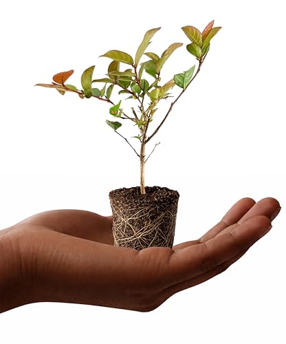 Dwarf Crape Myrtle Berry Dazzle | 5 Live Plants |