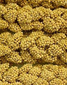 Hig Spray Millet 12Ct #TOP26