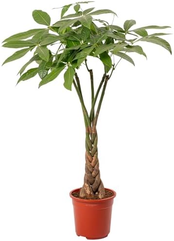 GardenersDream Pachira Aquatica Plant in Pot - Evergreen Money Tree for ...