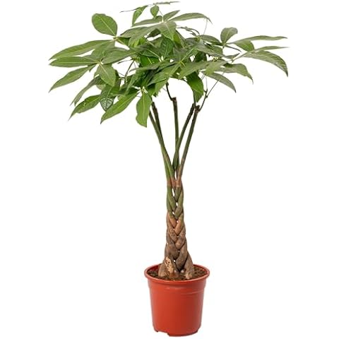 Pachira Aquatica Money Tree Evergreen Indoor House Plant Cover
