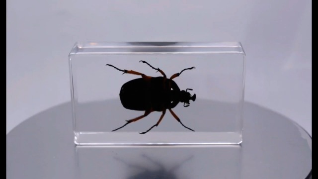 Image of 2.9 inch Real Unicorn Blue Green Chafer Beetle w /Golden Legs in Crystal Clear Lucite Resin Specimen Preserved Insect Bug Taxidermy Collection for Biology Science Education Desk Display Supplies