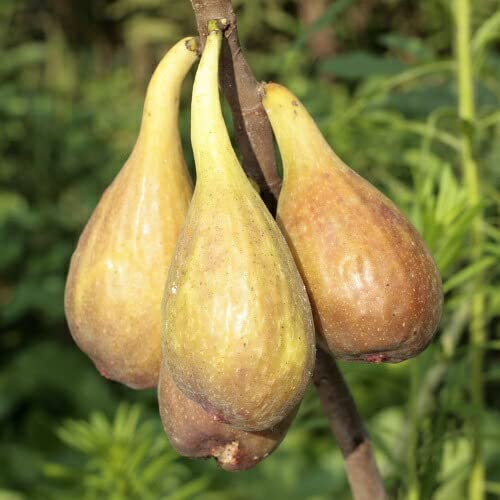 1苗　最終苗　激ヤバ　イチジク　Campaniere Mutant 接木苗 1苗 最終苗 激ヤバ イチジク Campaniere Mutant 接木苗