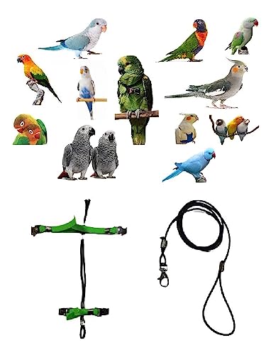 Arnés ajustable con conector de acero para loros conuro del sol 3