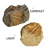 Zoom IMG-2 fondotin campione di trilobite 2 Zoom IMG-2 fondotin campione di trilobite 2