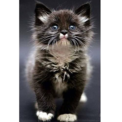Peinture diamant 5D grand format chaton avec strass brillants