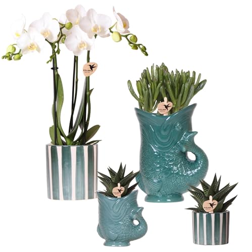 Set de orquídea blanca Amabilis & Suculentas, plantas de interior florecientes en macetas decorativas de cerámica, diámetro de 9 cm y diámetro de 6 cm, frescas del cultivador