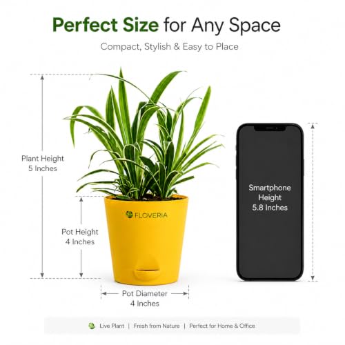 Image of Spider Plant Live with Pot | Air Purifying Indoor Live Plant for Home & Office | Easy Care | Decorative Indoor Plant for Living Room, Bedroom & Balcony