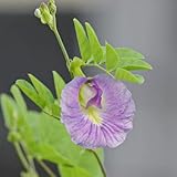 schmetterlingserbsesamen, deko wohnzimmer dekoration blumenstauden kletterpflanzen...