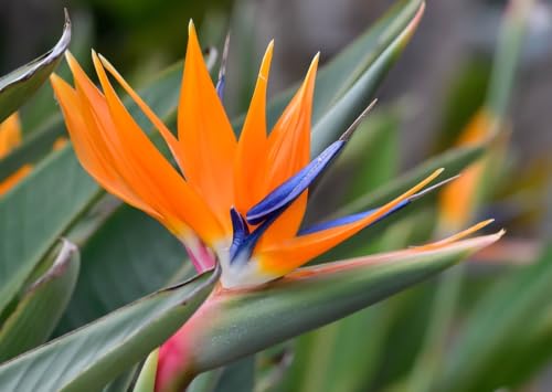 5 Seeds of Orange Bird of Paradise Flower fpr Planting