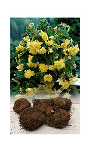 GARTHWAITE NURSERIES® : - UK Stockist : - 5 Yellow Pendula/Trailing Begonias Tuberous Bulbs/Corms for Garden/Hanging Baskets & Tubs Stunning Summer Flowering Plant