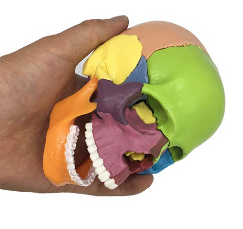 Modello didattico, modello anatomico del cranio medico, modello di cranio umano per studio anatomico, modello di testa di cranio colorato per clinica odontoiatrica Strumenti didattici, esposizione di