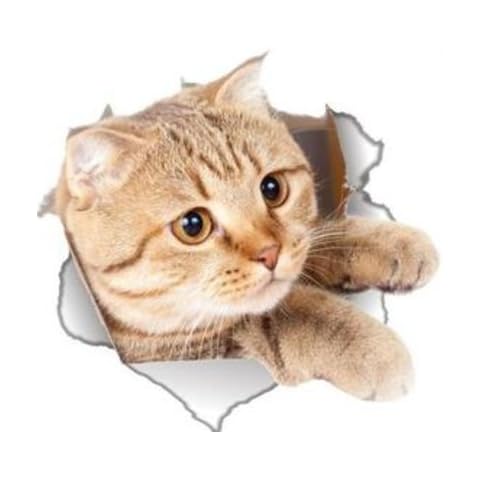 Global Decals 3D Cat Stickers for All Surfaces Cover
