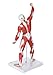 Axis Scientific 20” Mini Muscular System Model, Human Muscular Anatomy Model, Anatomy Models Human Body Muscles, Muscular Model, Includes Detailed Product Manual