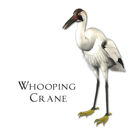 Interrupteur à baïonnette 3dRose LSP_51601_2 Whooping Crane décoratif - 3