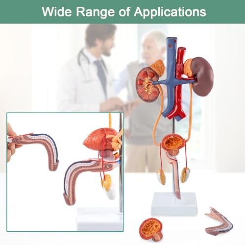 Image of EVOTECH SCIENTIFIC Human Male Reproduction & Urinary System Medical Anatomical Model, 3 Parts Life Size Male Urogenital System Anatomical Model for Medical Teaching Learning Education, Includes Manual