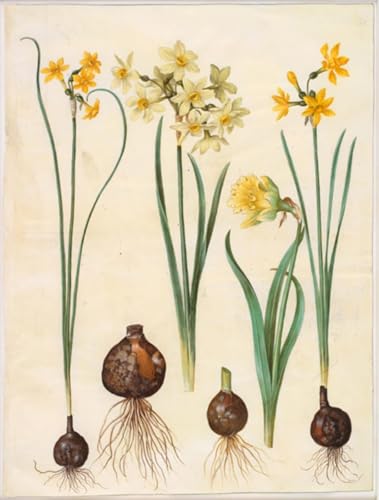 Tableau Narcisse Jonquilla Holtzbecker : Sublimer un Bureau avec un Poster Art 60x90