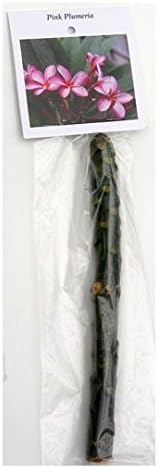 Miniatura 5 de 4 esquejes de plantas Frangipani Plumeria rosa hawaiana