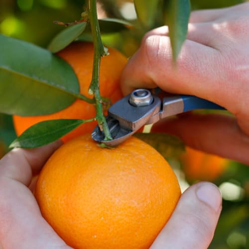 M14L-AM Fruit Clipper Mango Largo Manzana Nules miniatura 4