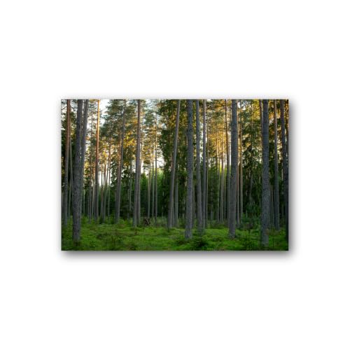 Tableau sur toile forêt de pins ensoleillée pour décoration murale nature