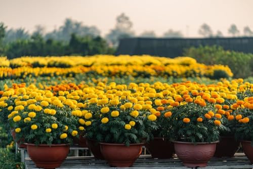 Image of Yellow Marigold Live Plant | African Marigold Gainda Phool Flowering Plant | Live Flower Plant for Home Garden Balcony Terrace Outdoor