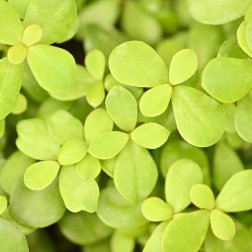 Image of UGAOO Combo of 3 Indoor Live Plants for Home Decor with Pot - Golden Money Plant,Fittonia Green,Jade Mini