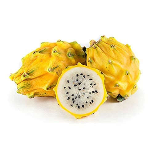 Yellow Dragon Fruit - "Yellow Dragon" Dragon Fruit - Selenicereus 'Yellow Dragon' Yellow Dragon Fruit - "Yellow Dragon" Dragon Fruit - Selenicereus 'Yellow Dragon'