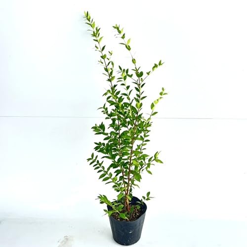 ギンバイカ 樹高0.6m前後 15cmポット 【 単 品 】 ぎんばいか 銀梅花 マートル 苗 植木 苗木 生垣 目隠しのサムネイル