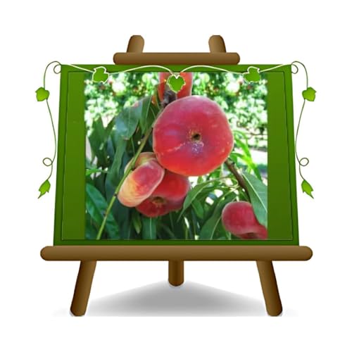 EURO PLANTS VIVAI Pêcher Platicarpa pêche pulpe blanche variété Stark Saturne plante fruitière en pot 26 cm hauteur maximale 180 cm - Âge 4 ans