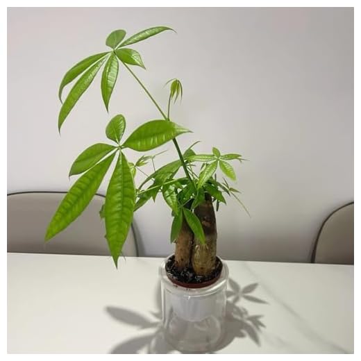 Semillas de castaño de la suerte, Comprar semillas de castaño de la suerte de interior, de balcón de jardín 2pcs