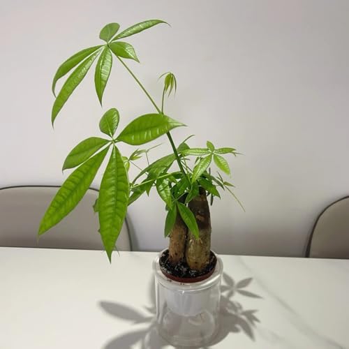 Semillas de castaño de la suerte, Comprar semillas de castaño de la suerte de interior, de balcón de jardín 2pcs