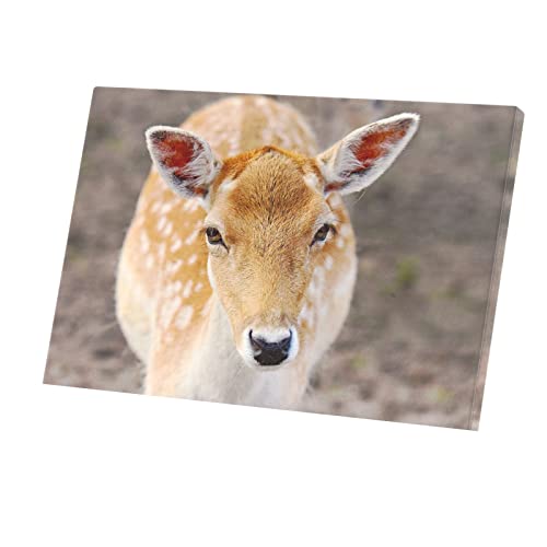 Toile imprimée cerf biche pour remplacer un mur vide par une magnifique photo de nature sauvage