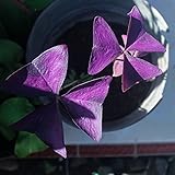 Oxalis bulbos,Oxalis triangularis,bulbos de flores,bulbos frescos,bulbos de floración temprana,flores decorativas,flores decorativas Virginia 10 cebollas(rojas)