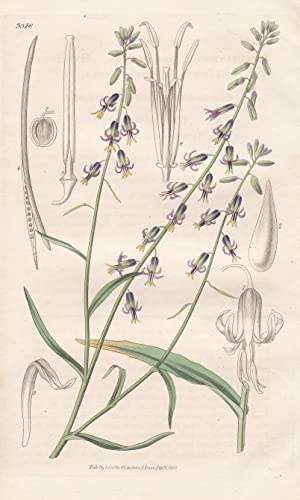 Streptanthus Hyacinthoides. Hyacinth-Flowered Streptanthus. Tab. 3516 - North America Nordamerika / Pflanze Planzen plant plants / flower flowers Blume Blumen / botanical Botanik botany / aus 