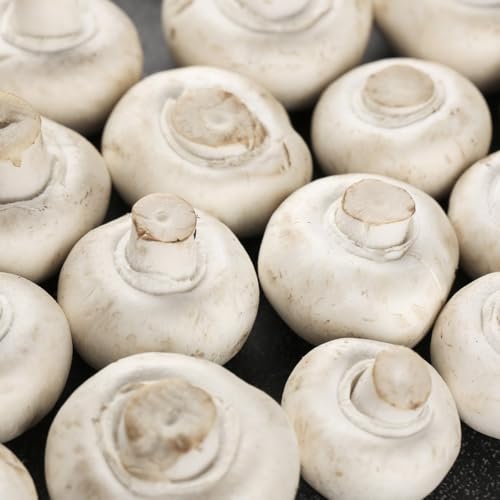 Semillas de hongos balcón, semillas de hongos, semillas de hortalizas tradicionales plantas de interior planta de interior cultivo de semillas de hongos Comprar plantas de hortalizas 100pcs