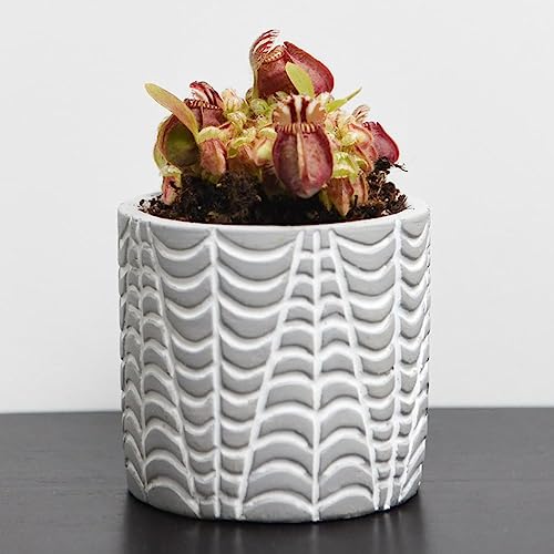 Cephalotus Follicularis - Australian Pitcher Plant - Spooky Appearance - Carnivorous & Non-Carnivorous Leaves – Unique, Rare Find - Ideal for Windowsills - by Thompson and Morgan