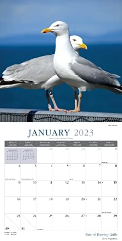 British Coastal Birds 2023 Large Wall Calendar, by Fresh Publishing , Size 12in x 24in (Open), Thick & Sturdy Eco Friendly (FSC) Paper.