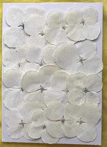 Paquete de flores prensadas hortensias blancas miniatura 2