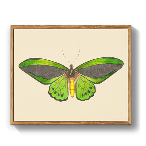 crmotu Vintage Framed Wall Art, Green Butterfly Canvas Art Prints, Nature Moth Rustic Farmhouse Kitchen Wall Decor, Country Cottage Wall Paintings for Bedroom Bathroom, Office Desktop Decor, 8x10inch