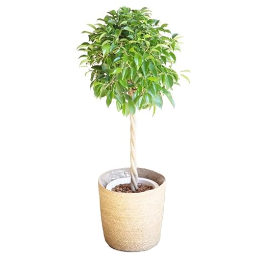 xW~ ϗtA 炩t S̖ CeA ^ ^ oXPbgt