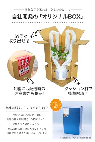 ガジュマル 観葉植物 ハイドロカルチャー ミニ ガラス鉢